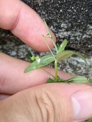 Oldenlandia corymbosa