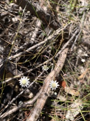Actinotus minor