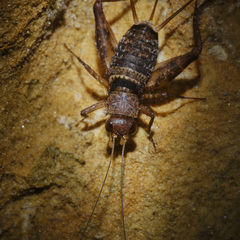 Grylloidea