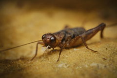 Grylloidea