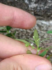Oldenlandia corymbosa