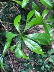 Pavetta australiensis