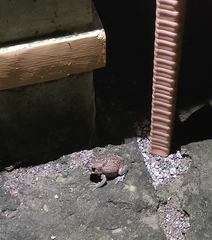 Uperodon taprobanicus