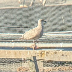 Larus glaucoides thayeri
