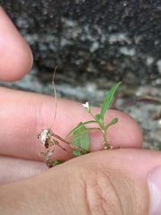 Oldenlandia corymbosa