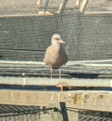 Larus glaucoides thayeri