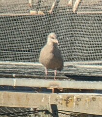 Larus glaucoides thayeri