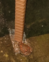 Uperodon taprobanicus