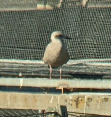 Larus glaucoides thayeri