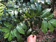 Flindersia xanthoxyla