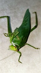 Philophyllia guttulata