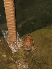 Uperodon taprobanicus