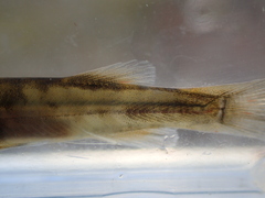 Galaxias olidus
