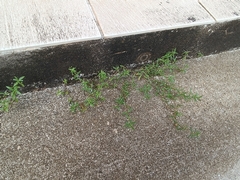 Oldenlandia corymbosa