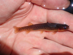Galaxias olidus