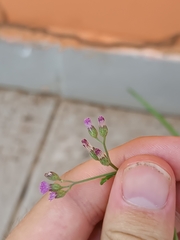 Cyanthillium cinereum