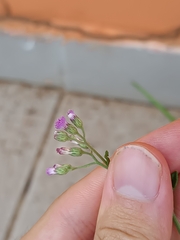 Cyanthillium cinereum