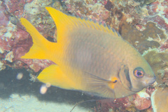 Neoglyphidodon nigroris