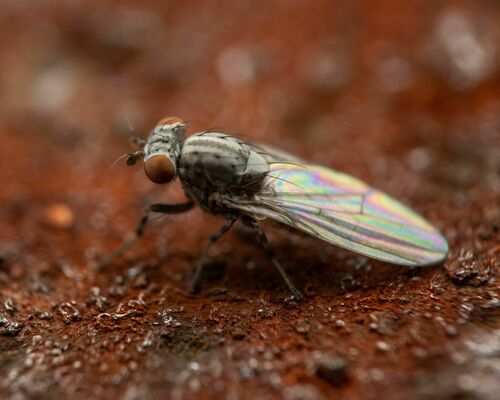 Trisapromyza vittigera