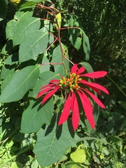 Euphorbia pulcherrima