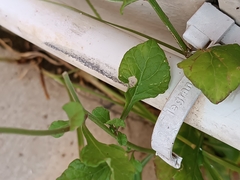 Cyanthillium cinereum