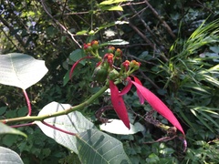 Euphorbia pulcherrima