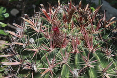 Ferocactus latispinus