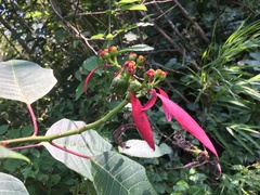 Euphorbia pulcherrima