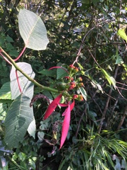 Euphorbia pulcherrima