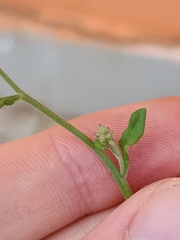 Cyanthillium cinereum