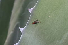 Diacrita costalis