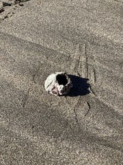 Megabalanus
