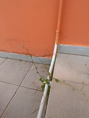 Cyanthillium cinereum