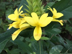 Barleria oenotheroides