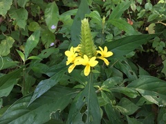 Barleria oenotheroides