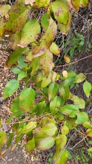 Aristotelia chilensis