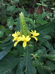 Barleria oenotheroides