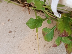 Cyanthillium cinereum