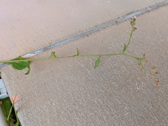 Cyanthillium cinereum