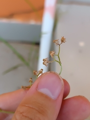 Cyanthillium cinereum