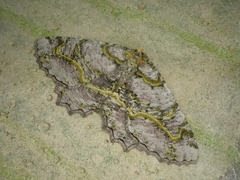 Gigantalcis flavolinearia