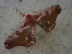 Saturnia jonasii jonasii