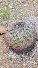 Eriosyce curvispina