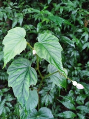 Begonia formosana