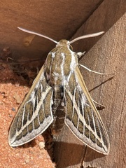 Hyles livornicoides
