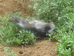 Pterodroma hypoleuca