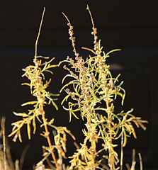 Ambrosia confertiflora