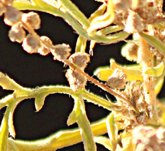 Ambrosia confertiflora