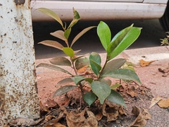 Ficus microcarpa