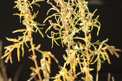 Ambrosia confertiflora